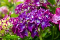 Hortensia Paars (Hydrangea 'Forever&Ever')