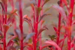 Pronkklokje (Enkianthus Campanulatus) -Planten Verkoopwinkel img 1495 1