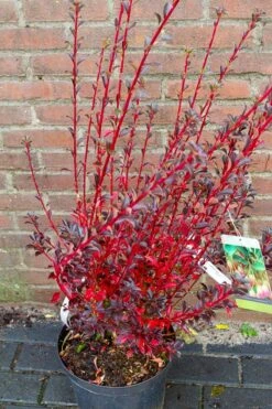 Pronkklokje (Enkianthus Campanulatus) -Planten Verkoopwinkel img 1497 2