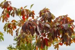 Sassafras (Sassafras Albidum) -Planten Verkoopwinkel img 1522