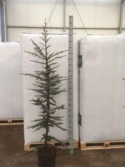 Atlasceder (Cedrus Libani 'Glauca') 16 Atlasceder (Cedrus Libani 'Glauca') -Planten Verkoopwinkel img 1754