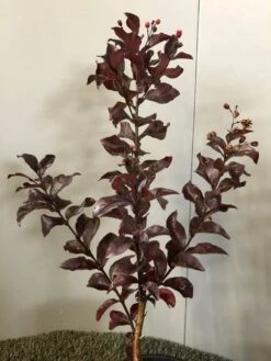 Lagerstroemia Als Halfstam (Lagerstroemia Indica 'Rhapsody In Pink') -Planten Verkoopwinkel img 2474 1 1