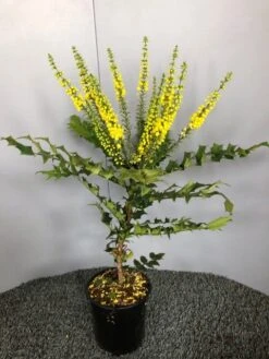 Mahoniestruik (Mahonia Media 'Winter Sun') -Planten Verkoopwinkel img 2655 1