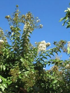 Lagerstroemia Halfstam (Lagerstroemia Indica 'Burgundy Cotton') -Planten Verkoopwinkel img 4003 1
