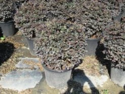 Loropetalum Als Bolvorm (Loropetalum 'Fire Dance') -Planten Verkoopwinkel img 4055