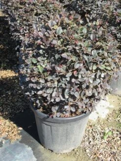 Loropetalum Als Bolvorm (Loropetalum 'Fire Dance') -Planten Verkoopwinkel img 4056