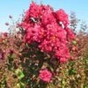 Rode Lagerstroemia Als Boom (Lagerstroemia Indica) -Planten Verkoopwinkel img 4257 1