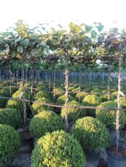 Kiwiplant Als Dakboom (Actinidia Chinensis) 10 Kiwiplant Als Dakboom (Actinidia Chinensis) -Planten Verkoopwinkel img 4341 1