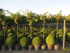 Kiwiplant Als Dakboom (Actinidia Chinensis) 11 Kiwiplant Als Dakboom (Actinidia Chinensis) -Planten Verkoopwinkel img 4342