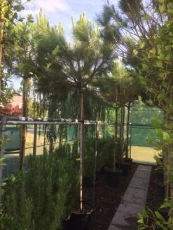 Parasolden (Pinus Pinea) -Planten Verkoopwinkel img 8351 1