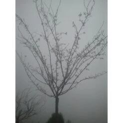 Roze Winterkers (Prunus Subhirtella 'Autumnalis Rosea') -Planten Verkoopwinkel japanse sierkers prunus subhirtella autumnalis 33511 1d1