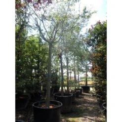 Roze Winterkers (Prunus Subhirtella 'Autumnalis Rosea') -Planten Verkoopwinkel japanse sierkers prunus subhirtella autumnalis 33511 cb4