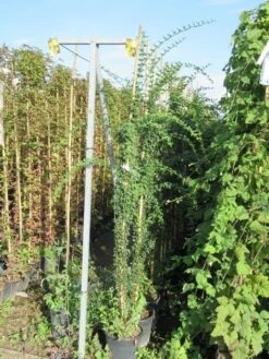 Jasmijn (Jasminum Officinale) -Planten Verkoopwinkel jasminum officinale 175 200 1