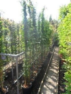 Jasmijn (Jasminum Officinale) -Planten Verkoopwinkel jasminum officinale 175 200 c10 1