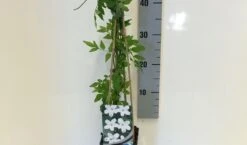 Jasmijn (Jasminum Officinale) -Planten Verkoopwinkel jasminum officinalis 50 60 c2 1 1