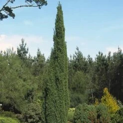 Jeneverbes (Juniperus Communis 'Suecica') -Planten Verkoopwinkel jucsueci 6