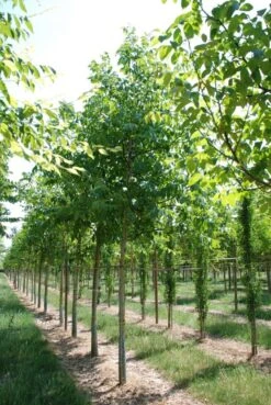 Grote Walnoot (Juglans Regia) -Planten Verkoopwinkel juglans regia s 20 25 1 1