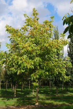 Grote Walnoot (Juglans Regia) -Planten Verkoopwinkel juglans regia s 35 40 1