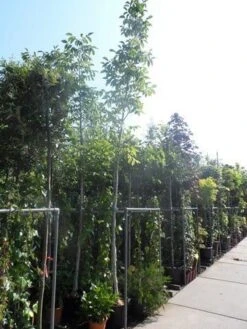 Walnotenboom (Juglans Regia) -Planten Verkoopwinkel juglans regia 10 12 14ho cont
