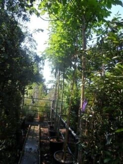 Walnotenboom (Juglans Regia) -Planten Verkoopwinkel juglans regia 12 14 16ho cont