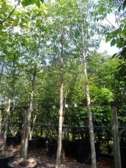 Walnotenboom (Juglans Regia) -Planten Verkoopwinkel juglans regia 20 25ho c160 extra