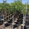 Walnoot (Juglans Regia 'Franquette') -Planten Verkoopwinkel juglans regia franquette 8 10 c18