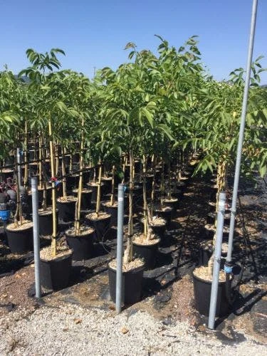 Walnoot (Juglans Regia 'Franquette') 1 Walnoot (Juglans Regia 'Franquette')