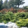 Jeneverbes (Juniperus Media 'Pfitzeriana Aurea') -Planten Verkoopwinkel jumpaure 4 1