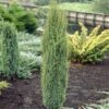 Jeneverbes (Juniperus Communis 'Arnold') 14 Jeneverbes (Juniperus Communis 'Arnold') -Planten Verkoopwinkel juniperus communis arnold 1