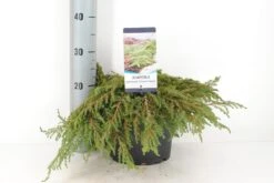 Jeneverbes (Juniperus Communis 'Green Carpet') -Planten Verkoopwinkel juniperus communis green carpet c5 m 1