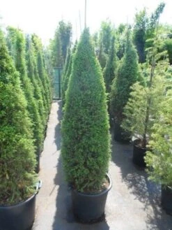 Jeneverbes (Juniperus Communis 'Hibernica') -Planten Verkoopwinkel juniperus communis hibernica 150 175