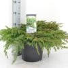 Kustjeneverbes (Juniperus Conferta 'Schlager' (Blue Pacific)) -Planten Verkoopwinkel juniperus conferta schlager c5 m