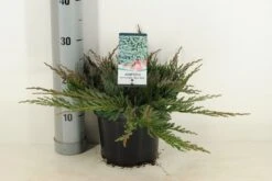 Jeneverbes (Juniperus Horizontalis 'Blue Chip') -Planten Verkoopwinkel juniperus hor. blue chip winter c3 m