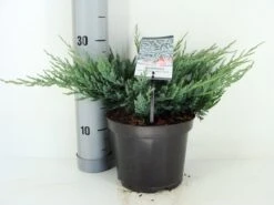 Jeneverbes (Juniperus Horizontalis 'Blue Chip') -Planten Verkoopwinkel juniperus hor. blue chip zomer c3 m