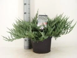 Jeneverbes (Juniperus Horizontalis 'Blue Chip') -Planten Verkoopwinkel juniperus hor. blue chip zomer c5 m