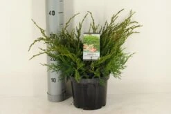 Jeneverbes (Juniperus Media 'Mint Julep') -Planten Verkoopwinkel juniperus pfitzeriana mint julep c3 m 1