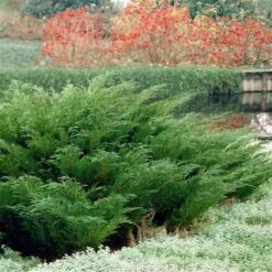 Sevenboom (Juniperus Sabina) -Planten Verkoopwinkel juniperus sabina