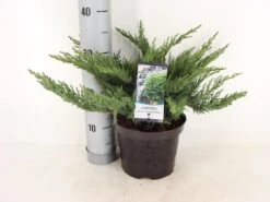 Sevenboom (Juniperus Sabina 'Tamariscifolia') -Planten Verkoopwinkel juniperus sabina tamariscifolia zomer c3 m