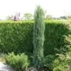 Jeneverbes (Juniperus Scopulorum 'Skyrocket') -Planten Verkoopwinkel juniperus scopulorum skyrocket