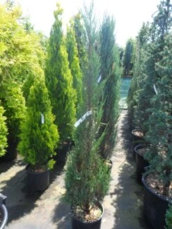Jeneverbes (Juniperus Scopulorum 'Skyrocket') -Planten Verkoopwinkel juniperus scopulorum skyrocket 125 150
