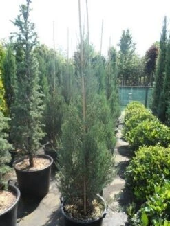 Jeneverbes (Juniperus Scopulorum 'Skyrocket') -Planten Verkoopwinkel juniperus scopulorum skyrocket 150 175