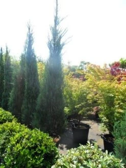 Jeneverbes (Juniperus Scopulorum 'Skyrocket') -Planten Verkoopwinkel juniperus scopulorum skyrocket 250 300