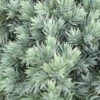Jeneverbes (Juniperus Squamata 'Blue Star') -Planten Verkoopwinkel juniperus squamata blue star 2