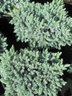 Jeneverbes (Juniperus Squamata 'Blue Star') 8 Jeneverbes (Juniperus Squamata 'Blue Star') -Planten Verkoopwinkel juniperus squamata blue star 3