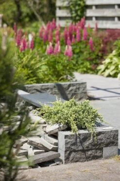 Jeneverbes (Juniperus Squamata 'Holger') -Planten Verkoopwinkel juniperus squamata holger