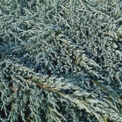 Jeneverbes (Juniperus Squamata 'Blue Carpet') 8 Jeneverbes (Juniperus Squamata 'Blue Carpet') -Planten Verkoopwinkel jusbcarp 4 1