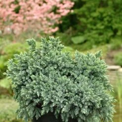 Jeneverbes (Juniperus Squamata 'Blue Star') -Planten Verkoopwinkel jusbstar 2 1