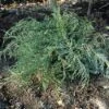 Jeneverbes (Juniperus Virginiana 'Grey Owl') -Planten Verkoopwinkel juvgowl 4 1