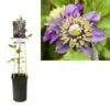 Bosrank (Clematis ‘Taiga’) -Planten Verkoopwinkel k303.40855 clematis florida taiga pbr light s pot