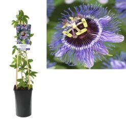 Passiebloem (Passiflora 'Purple Rain') -Planten Verkoopwinkel k303.75905 passiflora purple rain light s pot 1